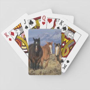 USA Wyoming, nära den Cody gruppen av hästar, Spel Kort