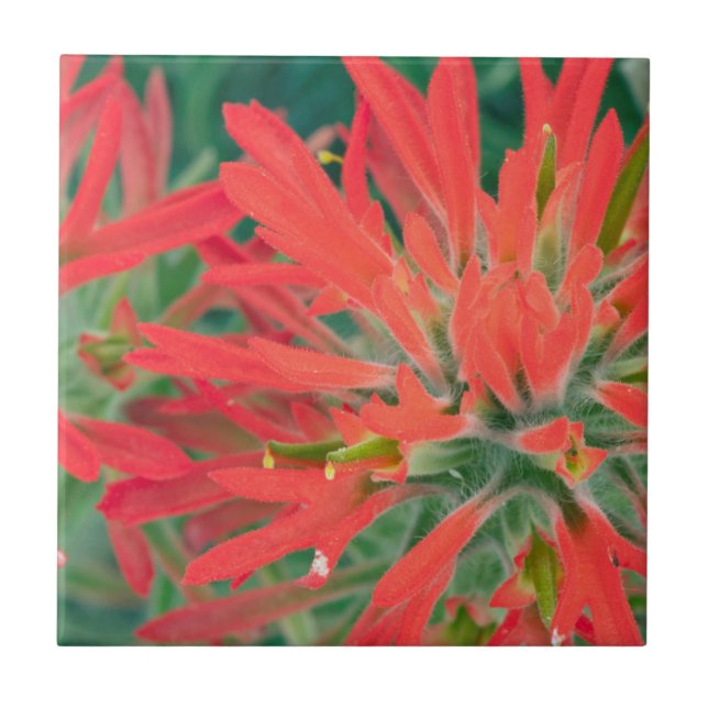 USA, Wyoming, Närbild på Desert Paintbrush Kakelplatta (Framsidan)