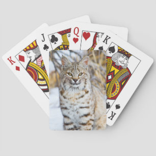 USA, Wyoming, Porträtt av Lodjur Casinokort