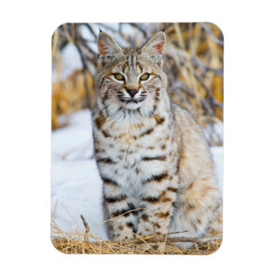 USA, Wyoming, Porträtt av rödlöken Magnet