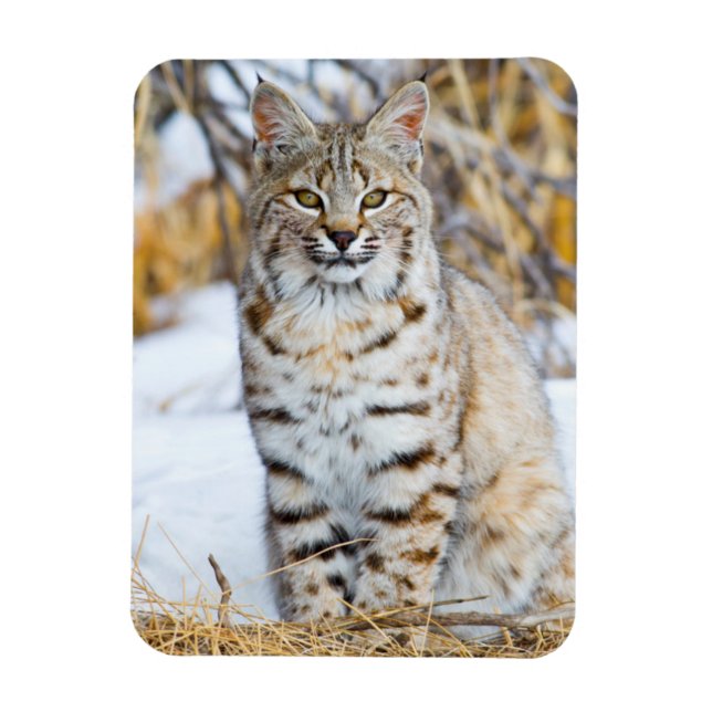 USA, Wyoming, Porträtt från Bobcat Magnet (Vertikal)