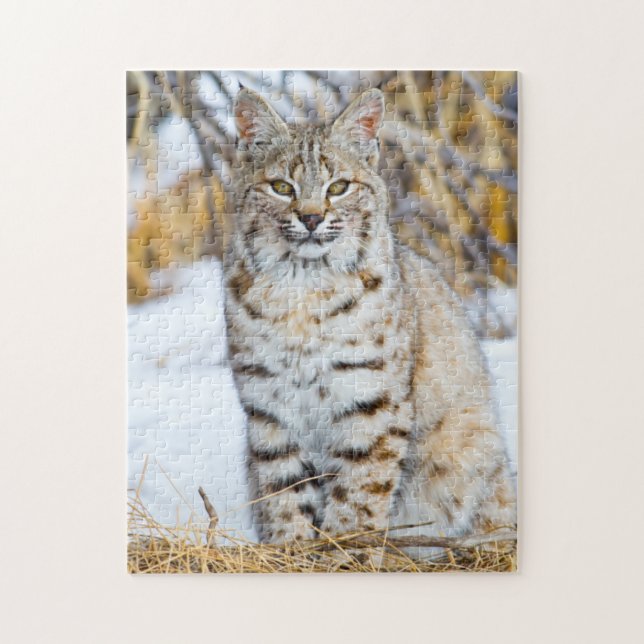 USA, Wyoming, Porträtt från Bobcat Pussel (Vertikal)