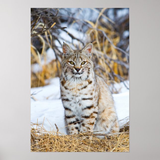USA, Wyoming, Porträtt i Bobcat sitta Poster (Framsidan)