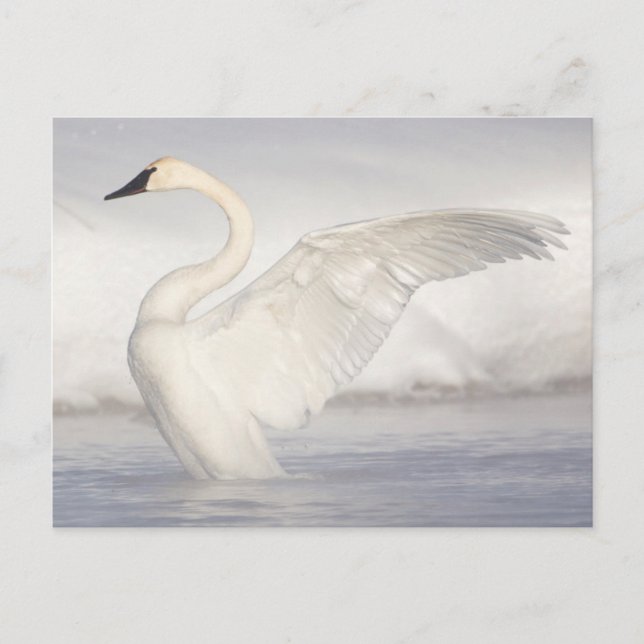 USA, Wyoming, Trumpetersvan spreder vingarna Vykort (Framsida)