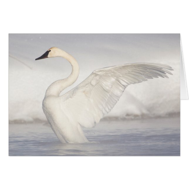 USA, Wyoming, Trumpetersvan utsträcker vingarna Hälsningskort (Framsidan Horizontal)