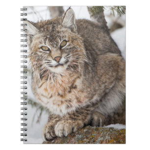 USA, Wyoming, Yellowstone National Park, Bobcat Anteckningsbok Med Spiral