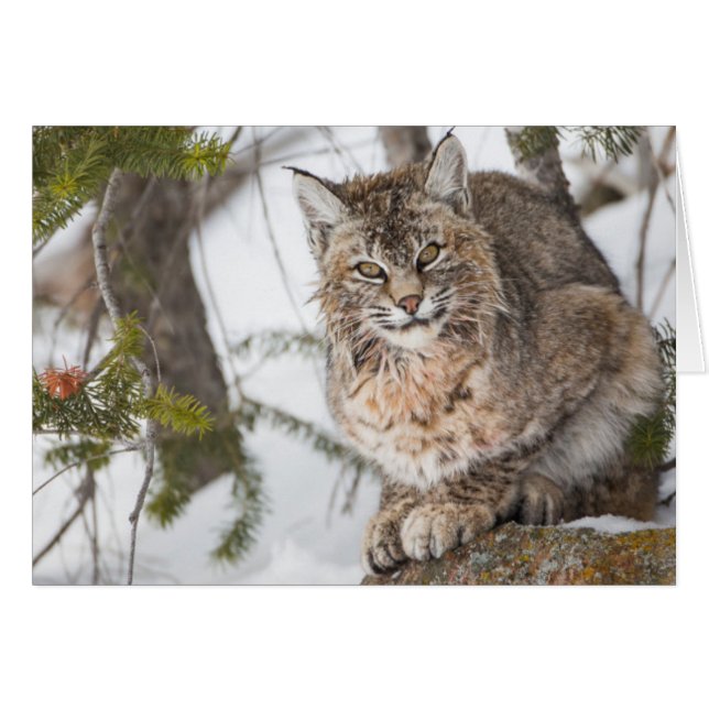 USA, Wyoming, Yellowstone National Park, Bobcat Hälsningskort (Framsidan Horizontal)