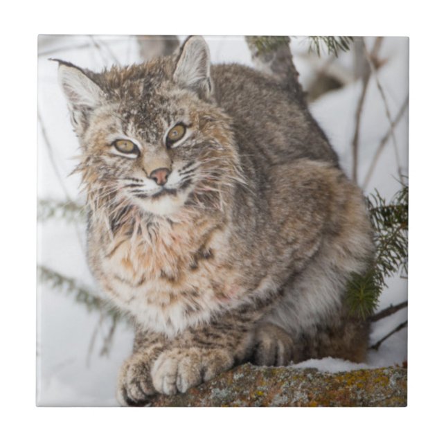 USA, Wyoming, Yellowstone National Park, Bobcat Kakelplatta (Framsidan)