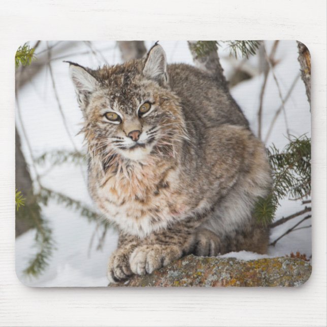 USA, Wyoming, Yellowstone National Park, Bobcat Musmatta (Framsidan)