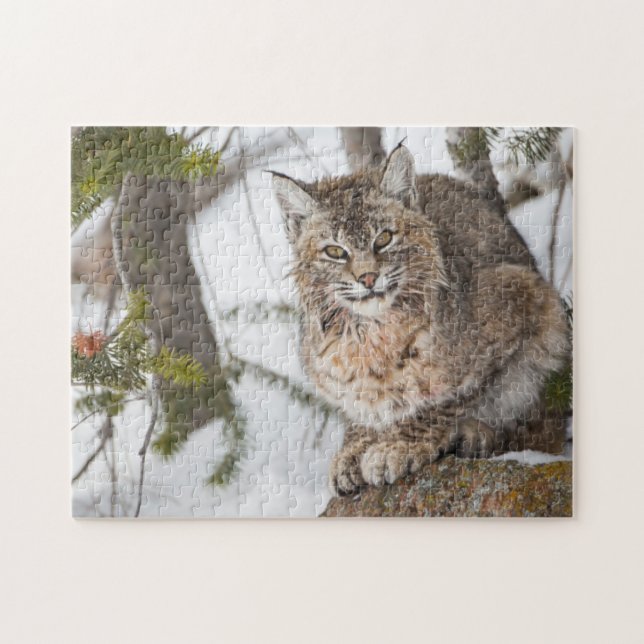 USA, Wyoming, Yellowstone National Park, Bobcat Pussel (Horisontell)