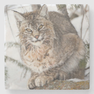 USA, Wyoming, Yellowstone National Park, Bobcat Underlägg Sten