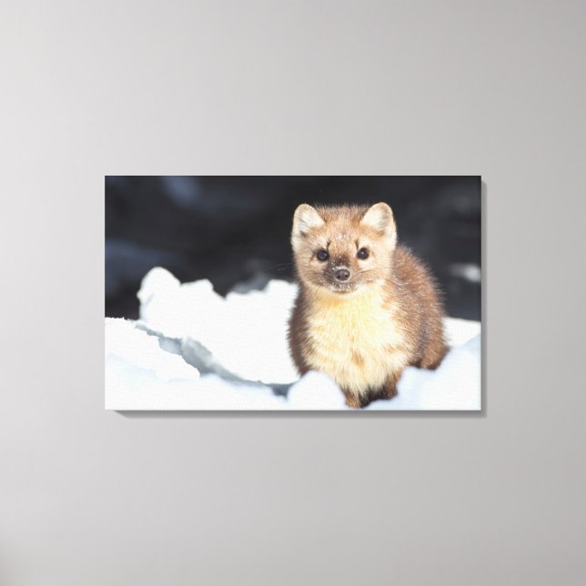 USA, Wyoming, Yellowstone National Park Canvastryck (Framsida)