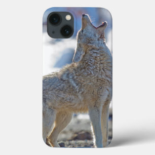 USA, Wyoming, Yellowstone National Park, Coyote