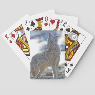 USA, Wyoming, Yellowstone National Park, Coyote Casinokort