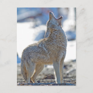 USA, Wyoming, Yellowstone National Park, Coyote Vykort