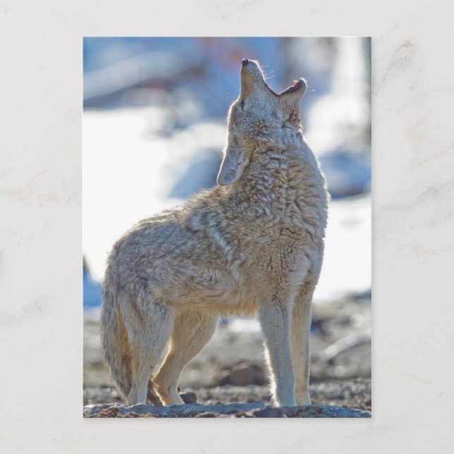 USA, Wyoming, Yellowstone National Park, Coyote Vykort (Framsida)