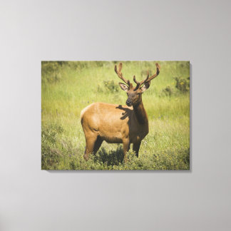 USA, Wyoming, Yellowstone National Park, Elk Canvastryck