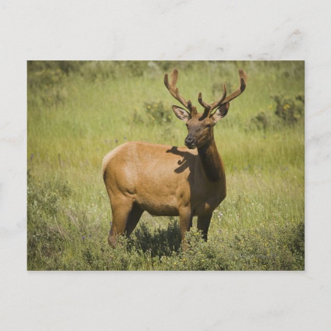 USA, Wyoming, Yellowstone National Park, Elk Vykort (Framsida)