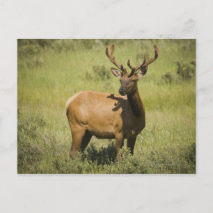 USA, Wyoming, Yellowstone National Park, Elk Vykort
