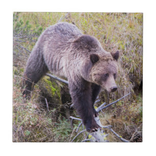USA, Wyoming, Yellowstone National Park, Grizzly 1 Kakelplatta