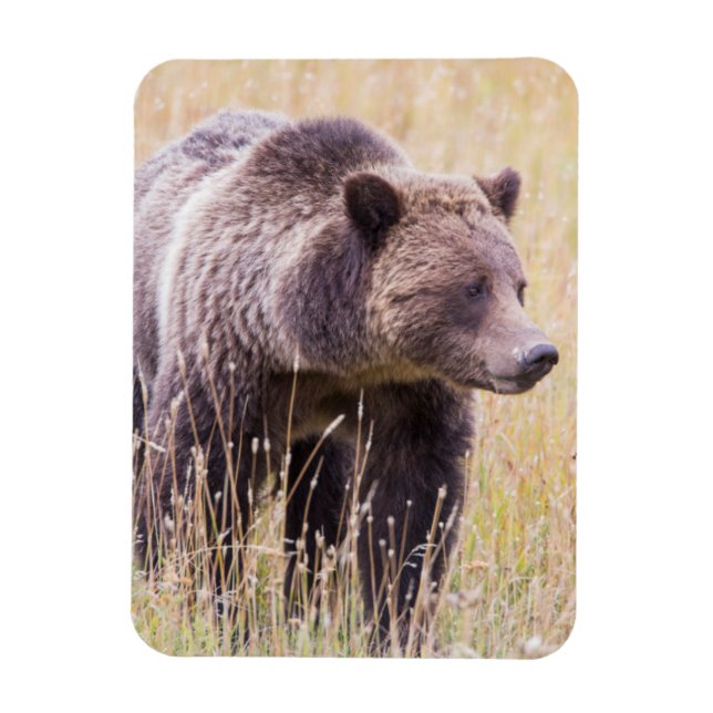 USA, Wyoming, Yellowstone National Park, Grizzly 3 Magnet (Vertikal)