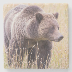 USA, Wyoming, Yellowstone National Park, Grizzly 3 Underlägg Sten