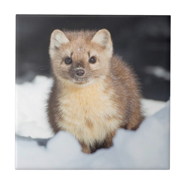 USA, Wyoming, Yellowstone National Park Kakelplatta (Framsidan)