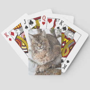 USA, Wyoming, Yellowstone National Park, Lodjur Kortlek