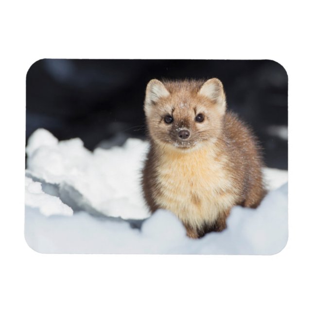 USA, Wyoming, Yellowstone National Park Magnet (Horisontell)