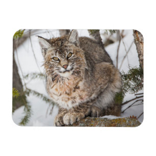 USA, Wyoming, Yellowstone National Park, Rödlo Magnet