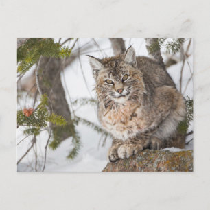 USA, Wyoming, Yellowstone National Park, Rödlo Vykort