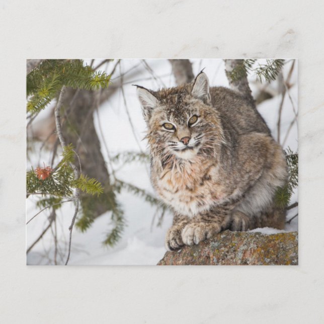 USA, Wyoming, Yellowstone National Park, Rödlo Vykort (Framsida)