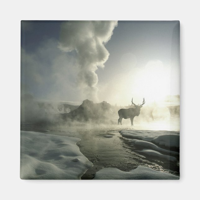 USA, Wyoming, Yellowstone National Park. Soluppgån Magnet (Framsidan)
