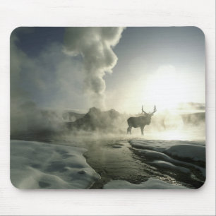 USA, Wyoming, Yellowstone National Park. Soluppgån Musmatta