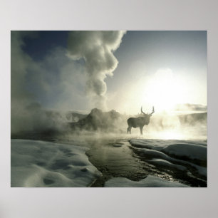 USA, Wyoming, Yellowstone National Park. Soluppgån Poster