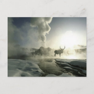 USA, Wyoming, Yellowstone National Park. Soluppgån Vykort