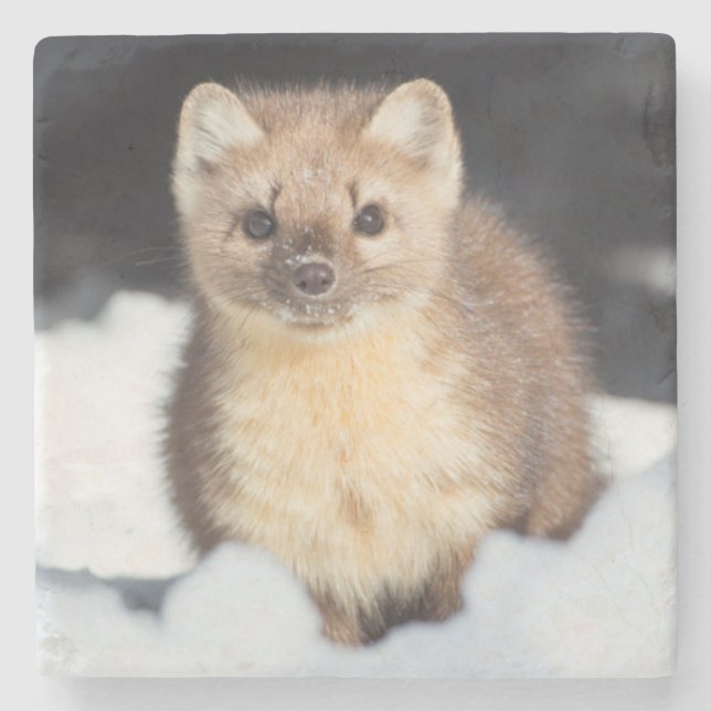 USA, Wyoming, Yellowstone National Park Stenunderlägg (Framsidan)