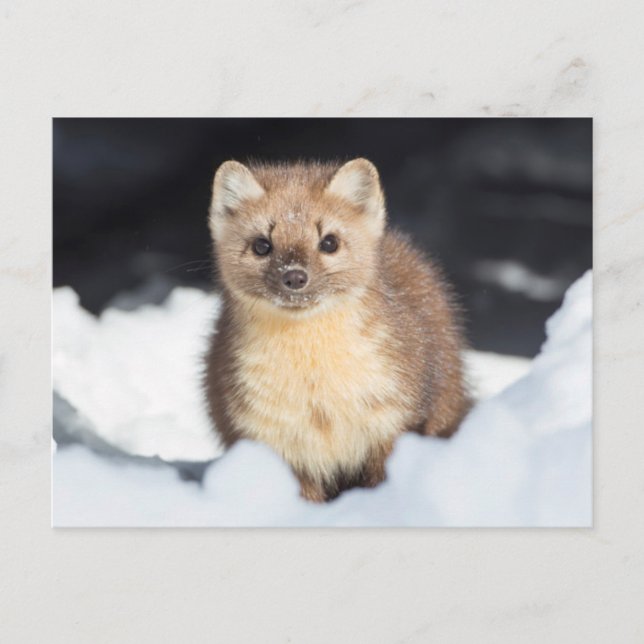 USA, Wyoming, Yellowstone National Park Vykort (Framsida)