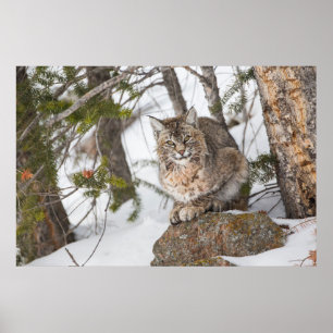USA Wyoming, Yellowstone nationalpark, Bobcat 1 Poster