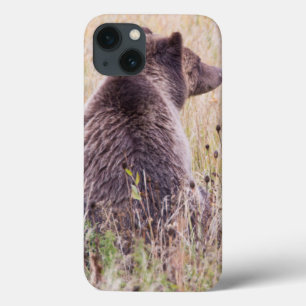 USA Wyoming, Yellowstone nationalpark, Grizzly 2