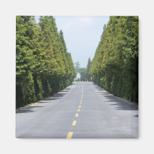 USA Yellowstone nationalpark, Treelined väg Magnet