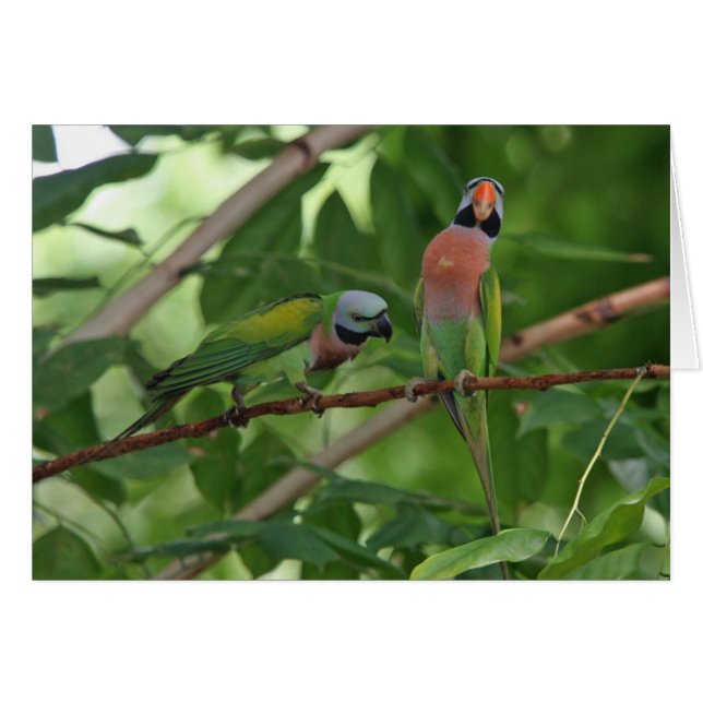 Ut på en Limb Hälsningskort (Framsidan Horizontal)