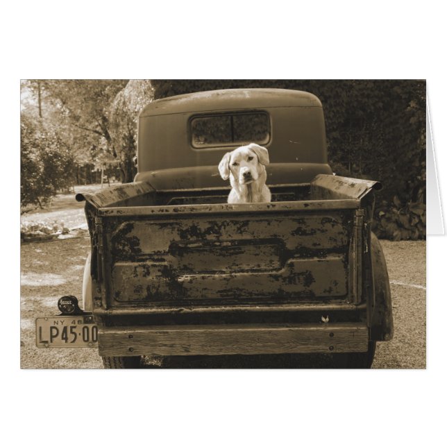 Ut ur skugga - Hund-foto Hälsningskort (Framsidan Horizontal)