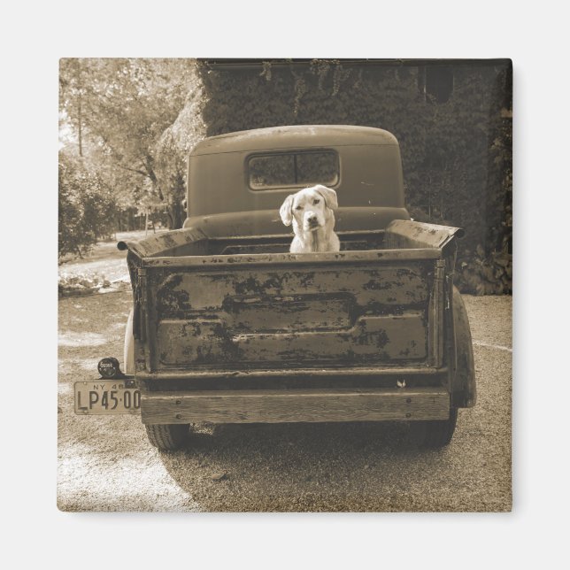 Ut ur skugga - Hund-foto Magnet (Framsidan)