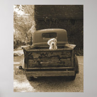 Ut ur skugga - Hund-foto