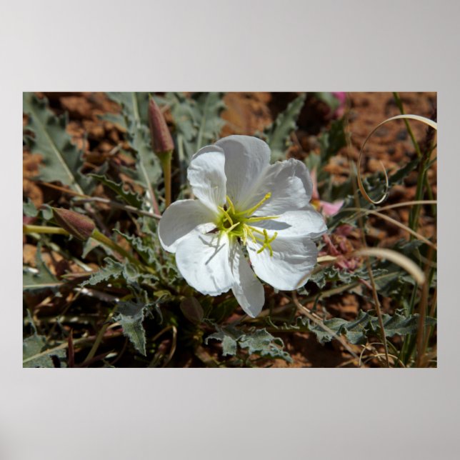 Utah, Arches National Park, Dwarf night Poster (Framsidan)