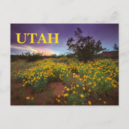 Utah Desert Wildblommor Vykort