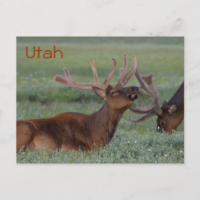 Utah elk-vykort vykort (Framsida)