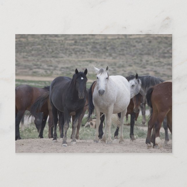 Utah Mustangs Vykort (Framsida)