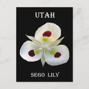 Utah Sego Lily Vykort